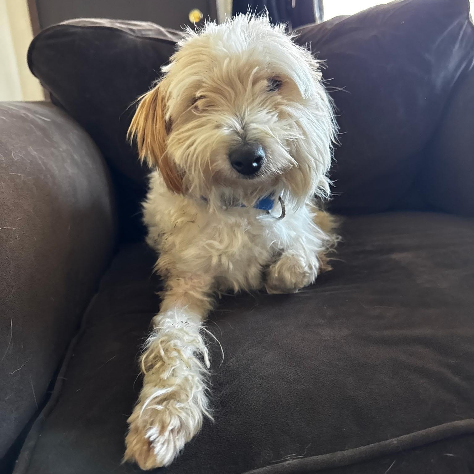 LOUIE, ADOPTABLE, Young Male Cairn Terrier.