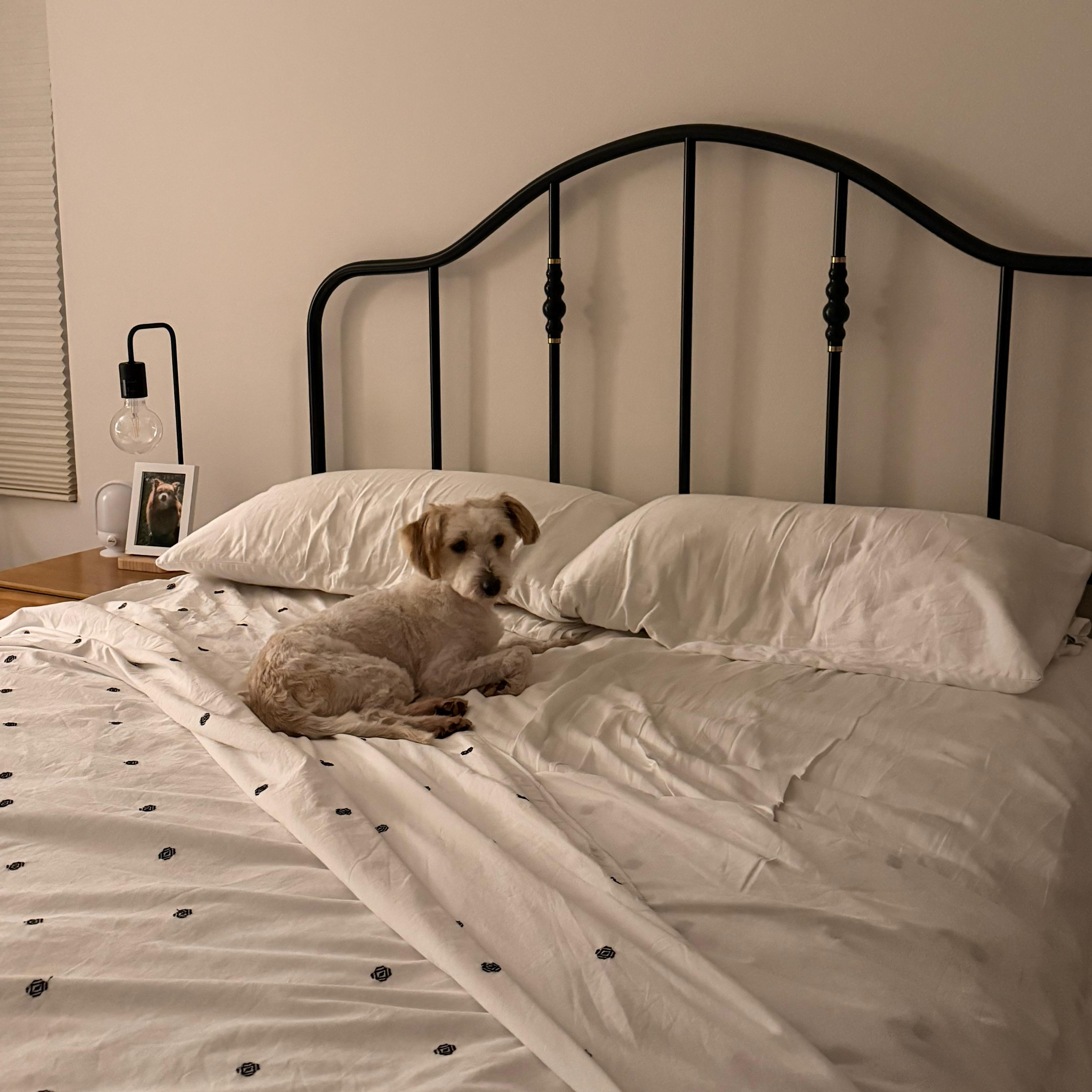 LOUIE, a ADOPTABLE mixed breed in Auburn, WA image 3/4