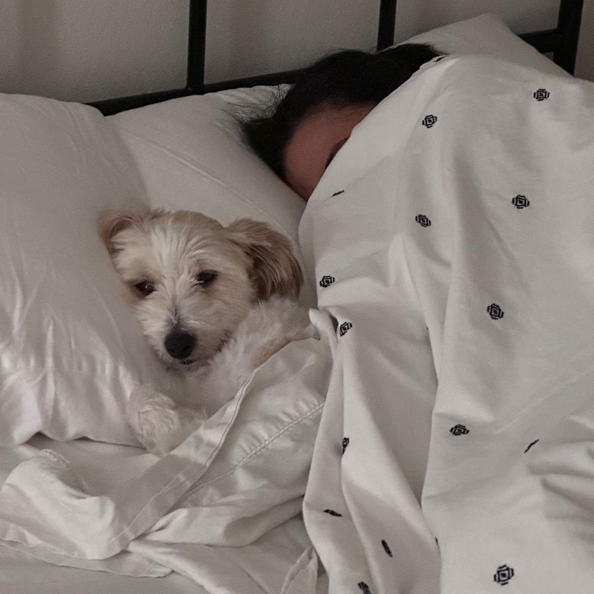 Enlarge LOUIE, a ADOPTABLE mixed breed in Auburn, WA image 4/6