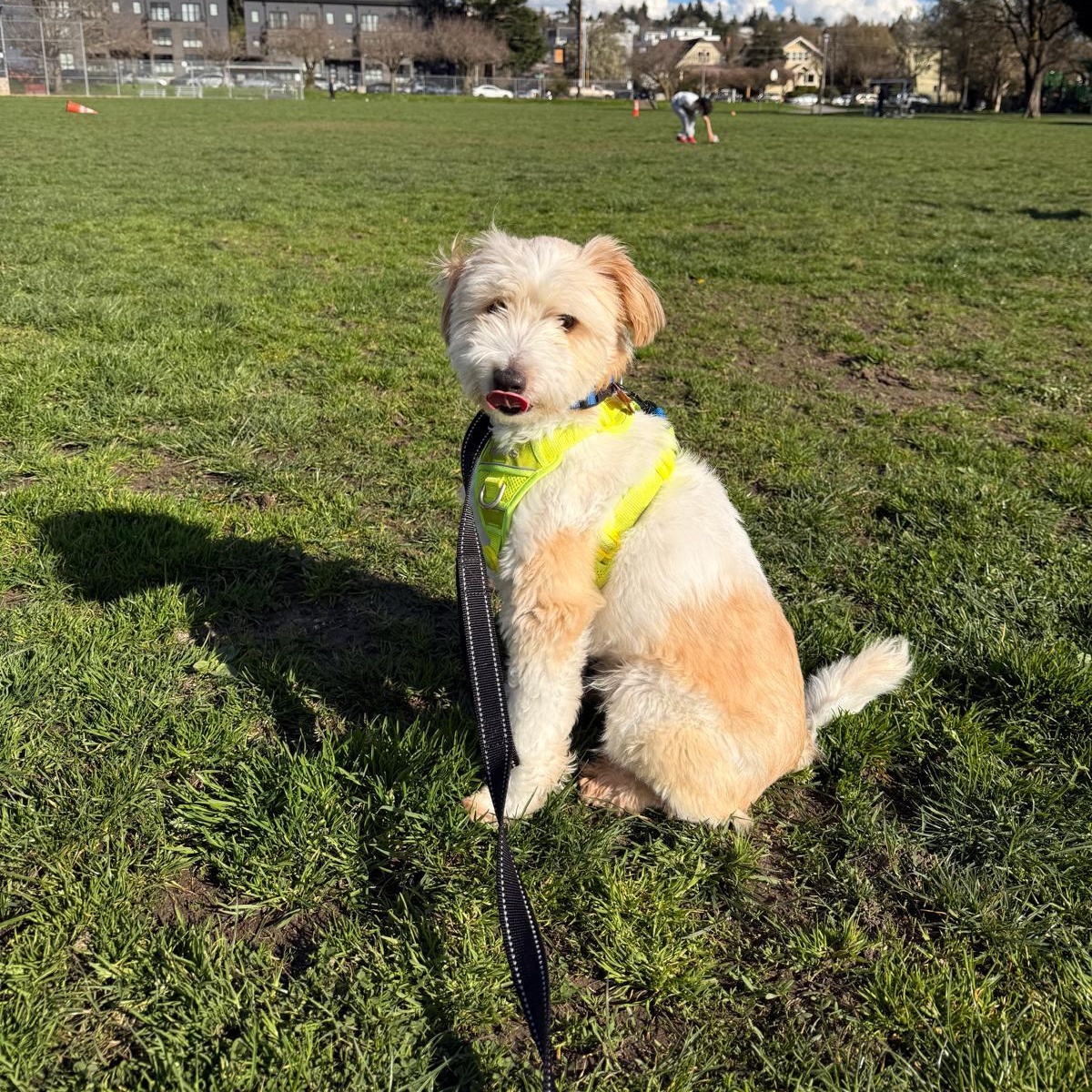 Enlarge LOUIE, a ADOPTABLE mixed breed in Auburn, WA image 5/6