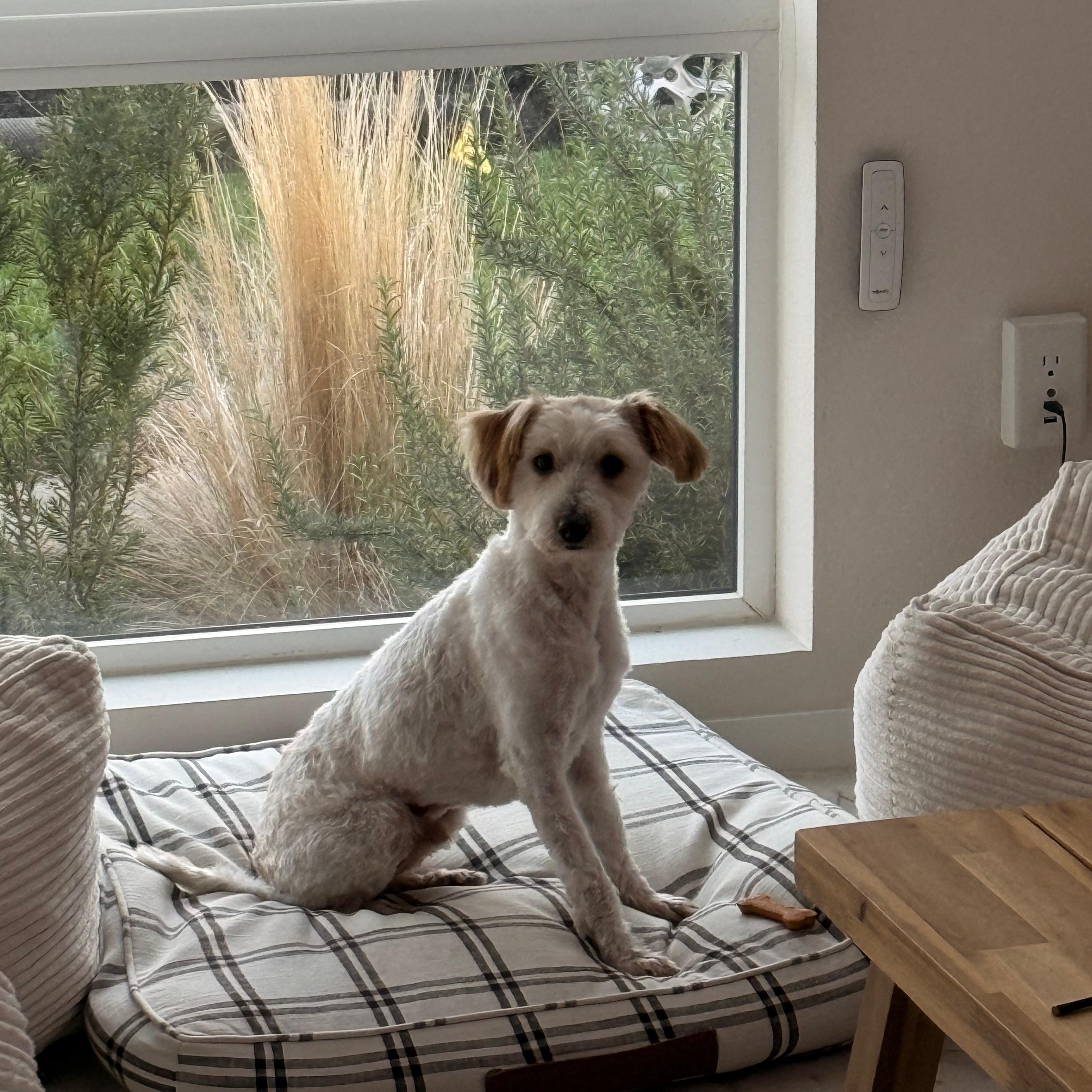 LOUIE, a ADOPTABLE mixed breed in Auburn, WA image 2/4