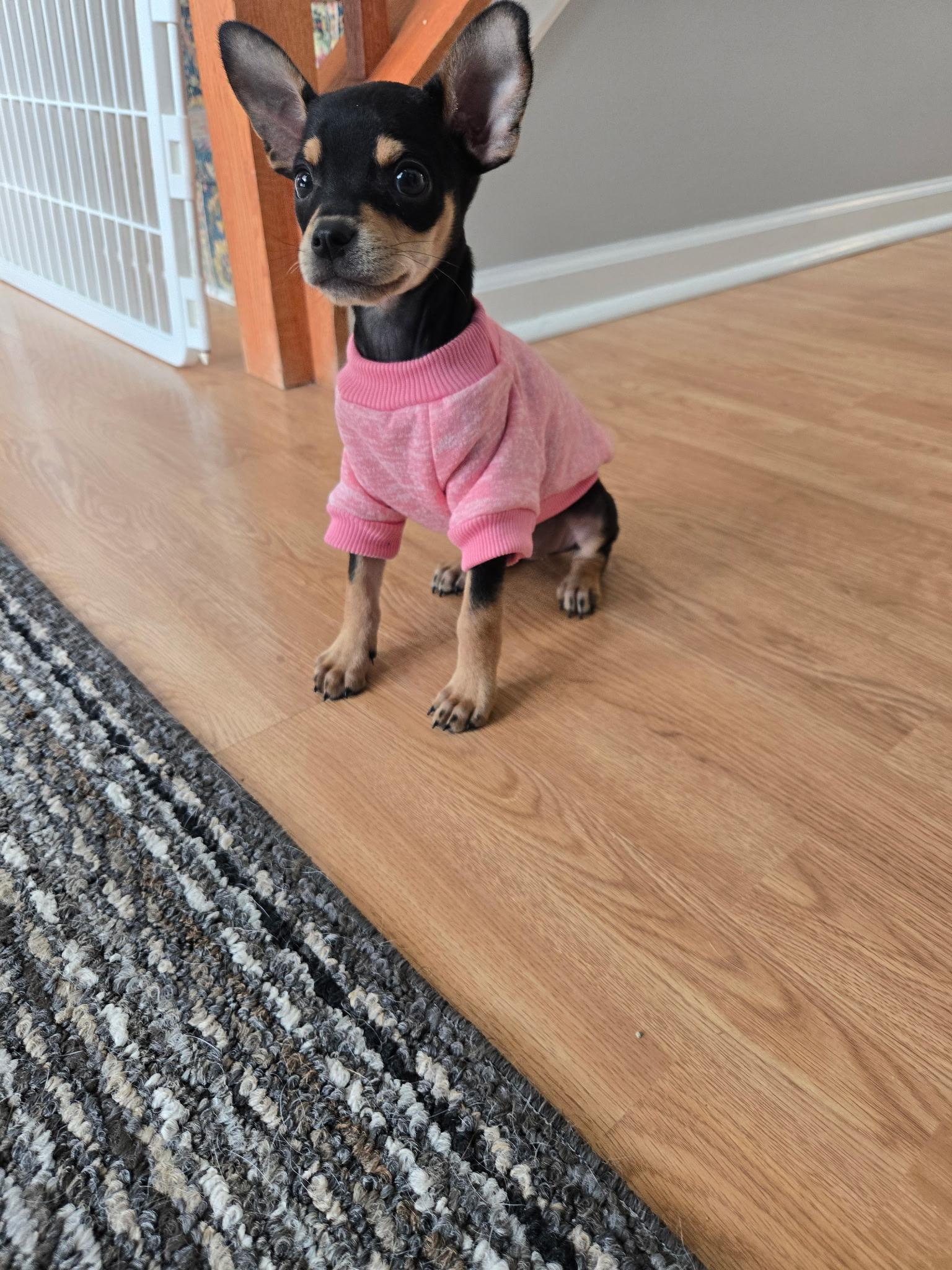 Enlarge Taco Belle **ADOPTION PENDING, a ADOPTABLE mixed breed in Barnegat, NJ image 4/6