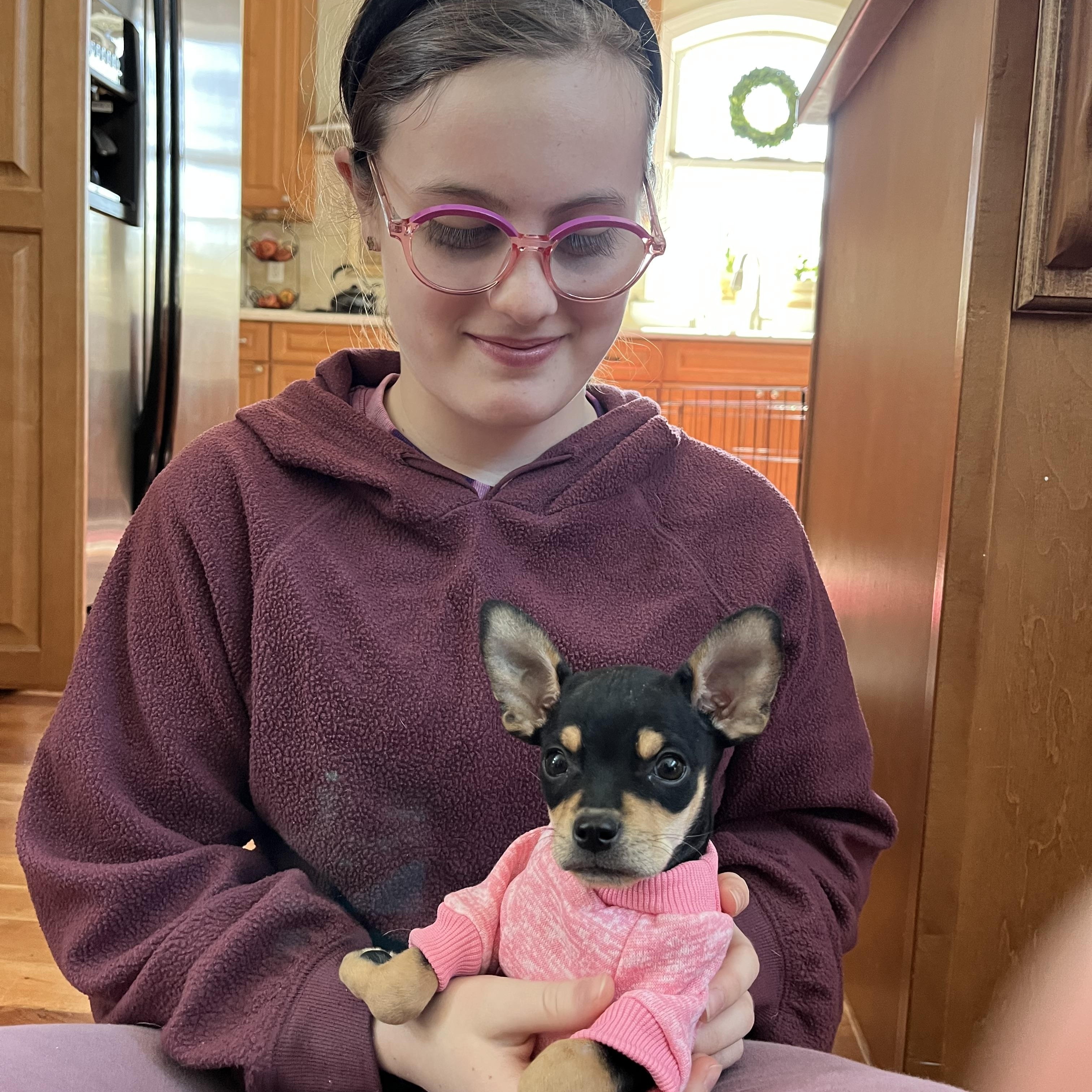 Taco Belle **ADOPTION PENDING, ADOPTABLE, Puppy Female Chihuahua & Rat Terrier.