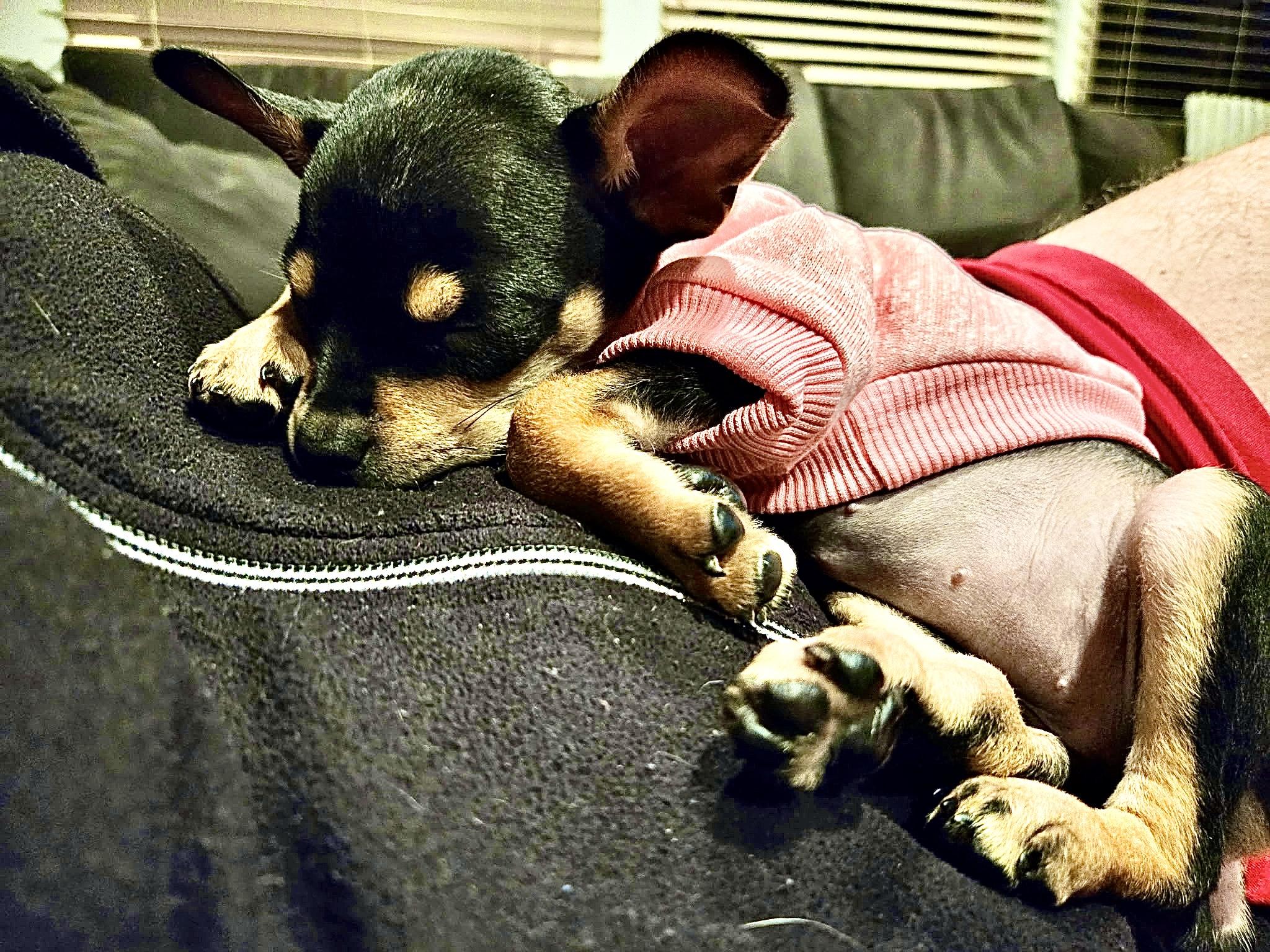 Enlarge Taco Belle **ADOPTION PENDING, a ADOPTABLE mixed breed in Barnegat, NJ image 2/6