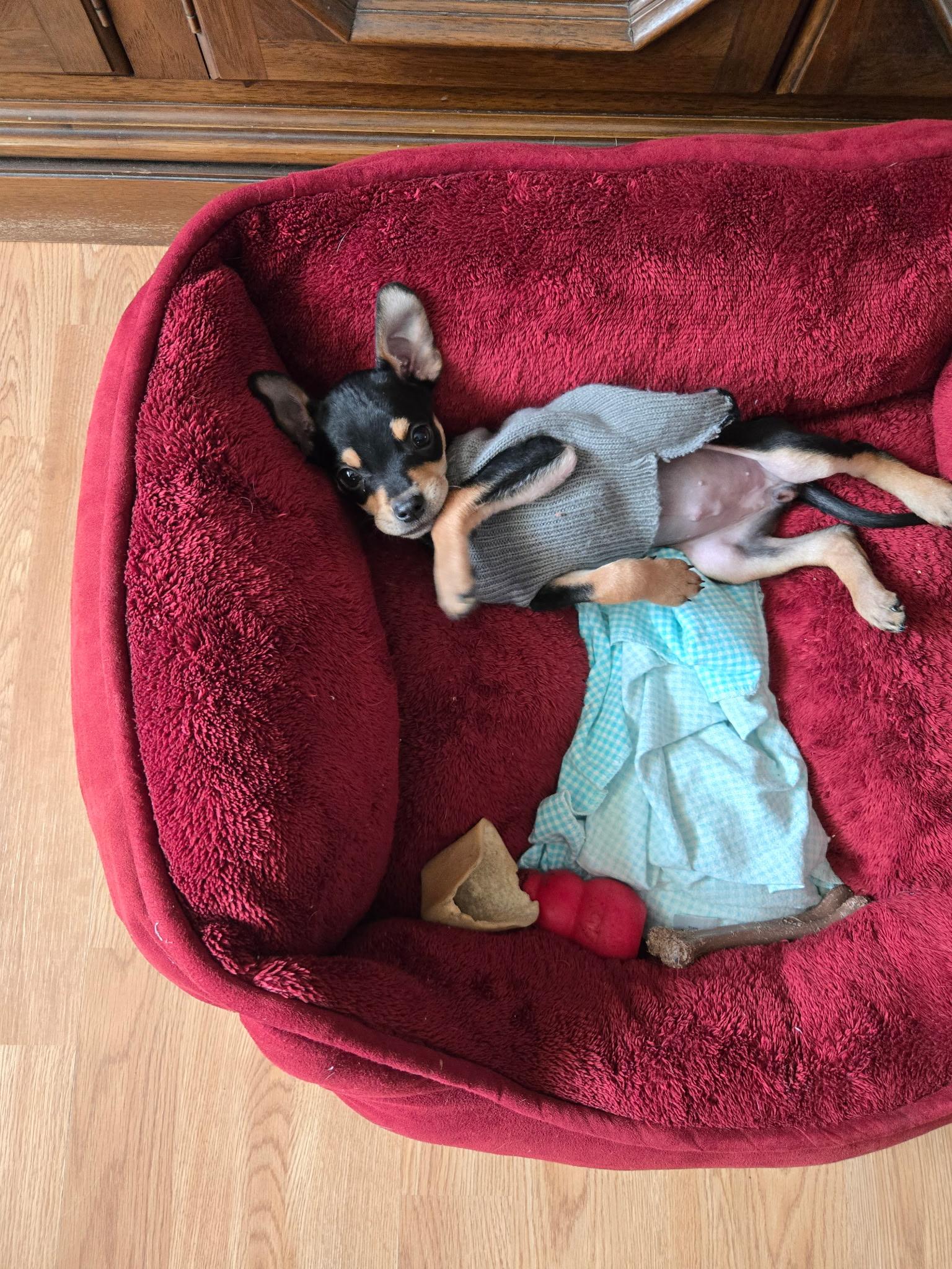 Enlarge Taco Belle **ADOPTION PENDING, a ADOPTABLE mixed breed in Barnegat, NJ image 6/6