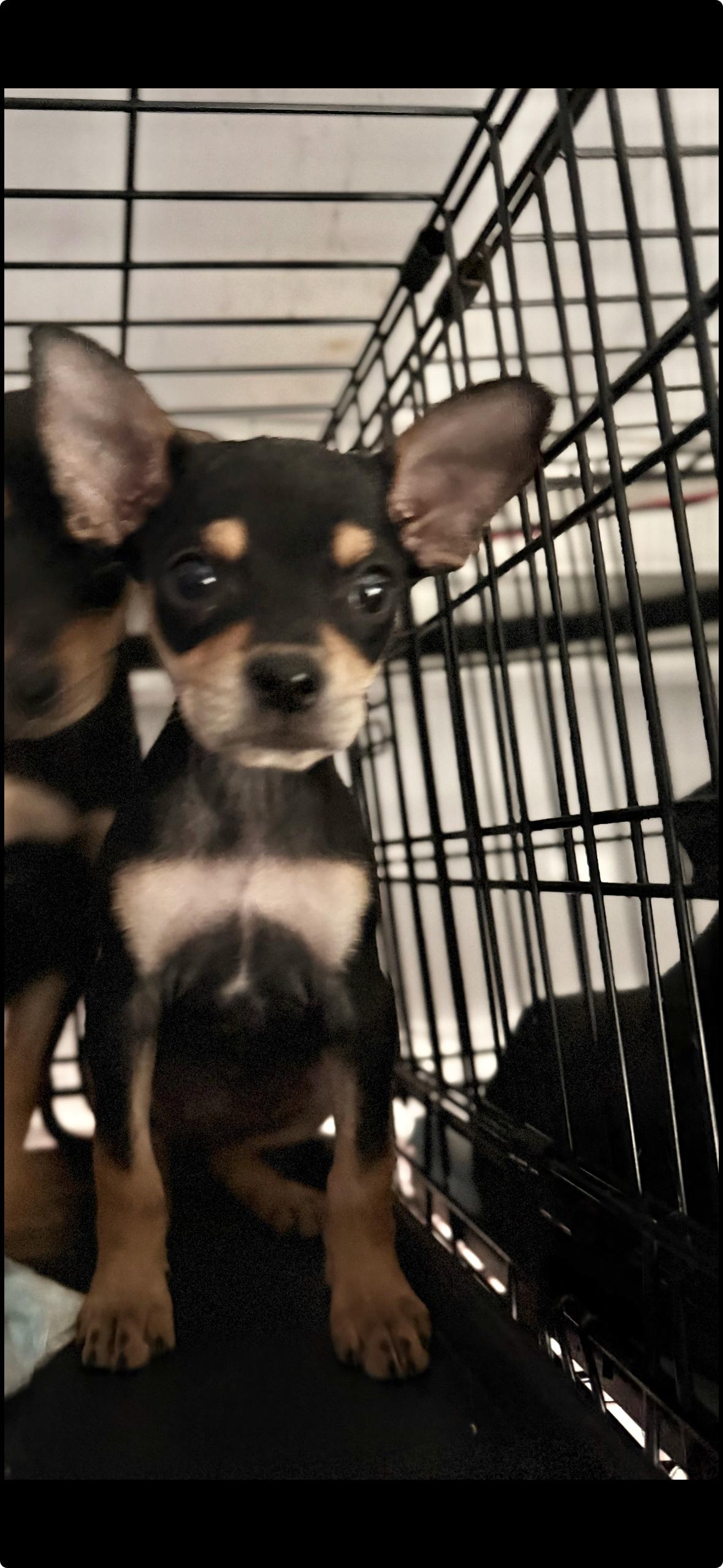 Enlarge Taco Belle **ADOPTION PENDING, a ADOPTABLE mixed breed in Barnegat, NJ image 5/6