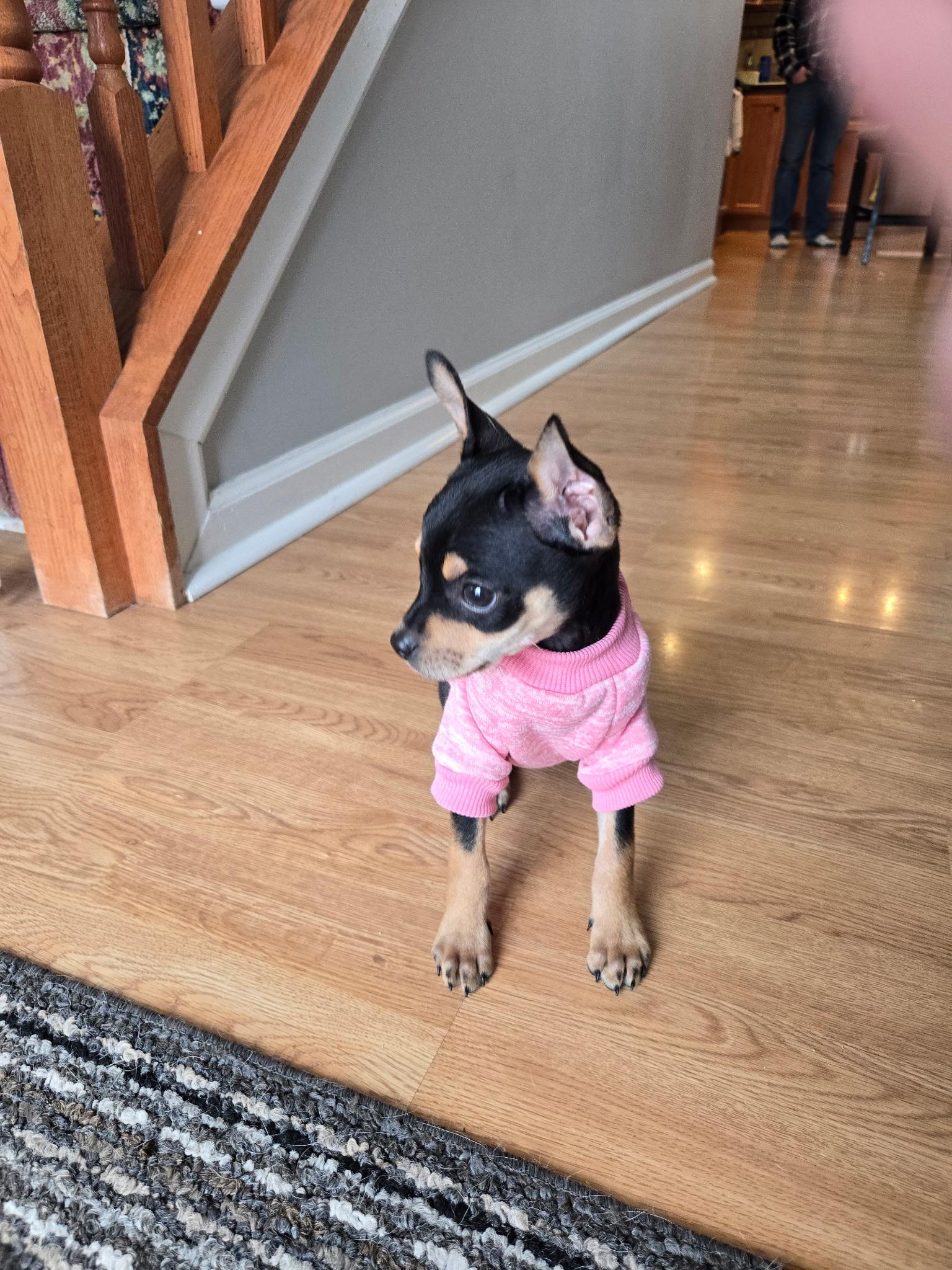 Enlarge Taco Belle **ADOPTION PENDING, a ADOPTABLE mixed breed in Barnegat, NJ image 3/6