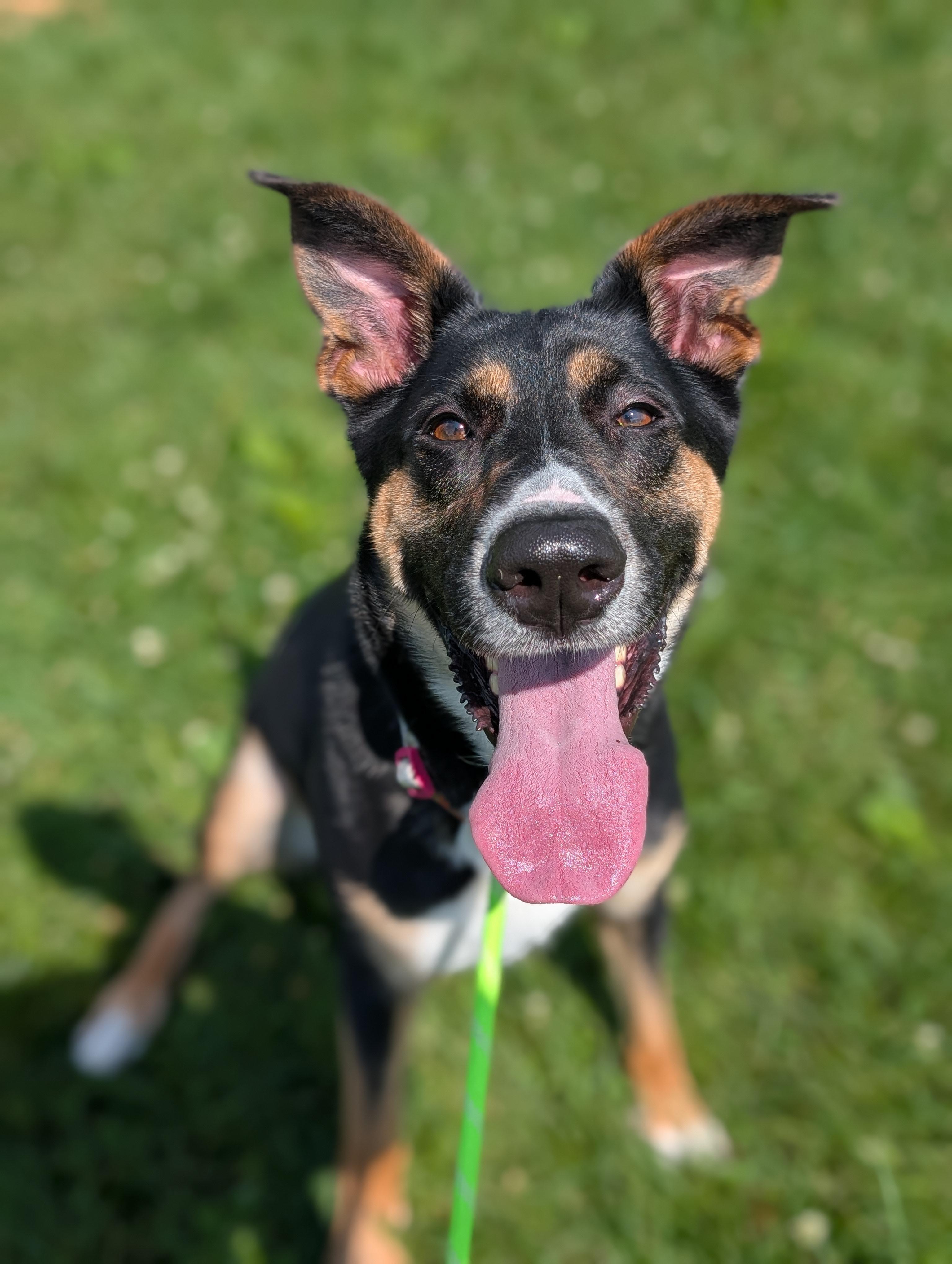 Delilah, ADOPTABLE, Adult Female Shepherd.