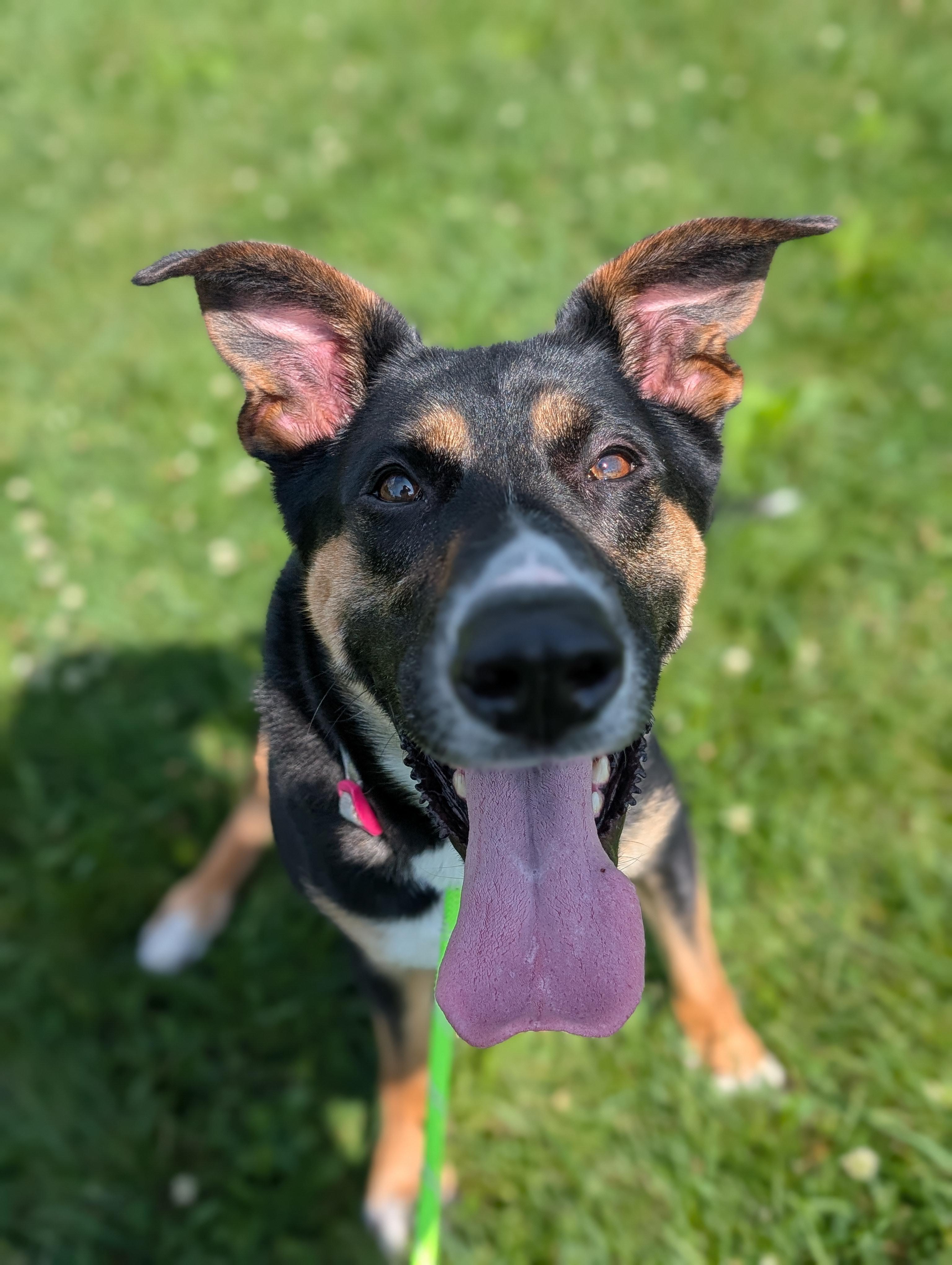 Enlarge Delilah, a ADOPTABLE mixed breed in Cedar Rapids, IA image 2/2