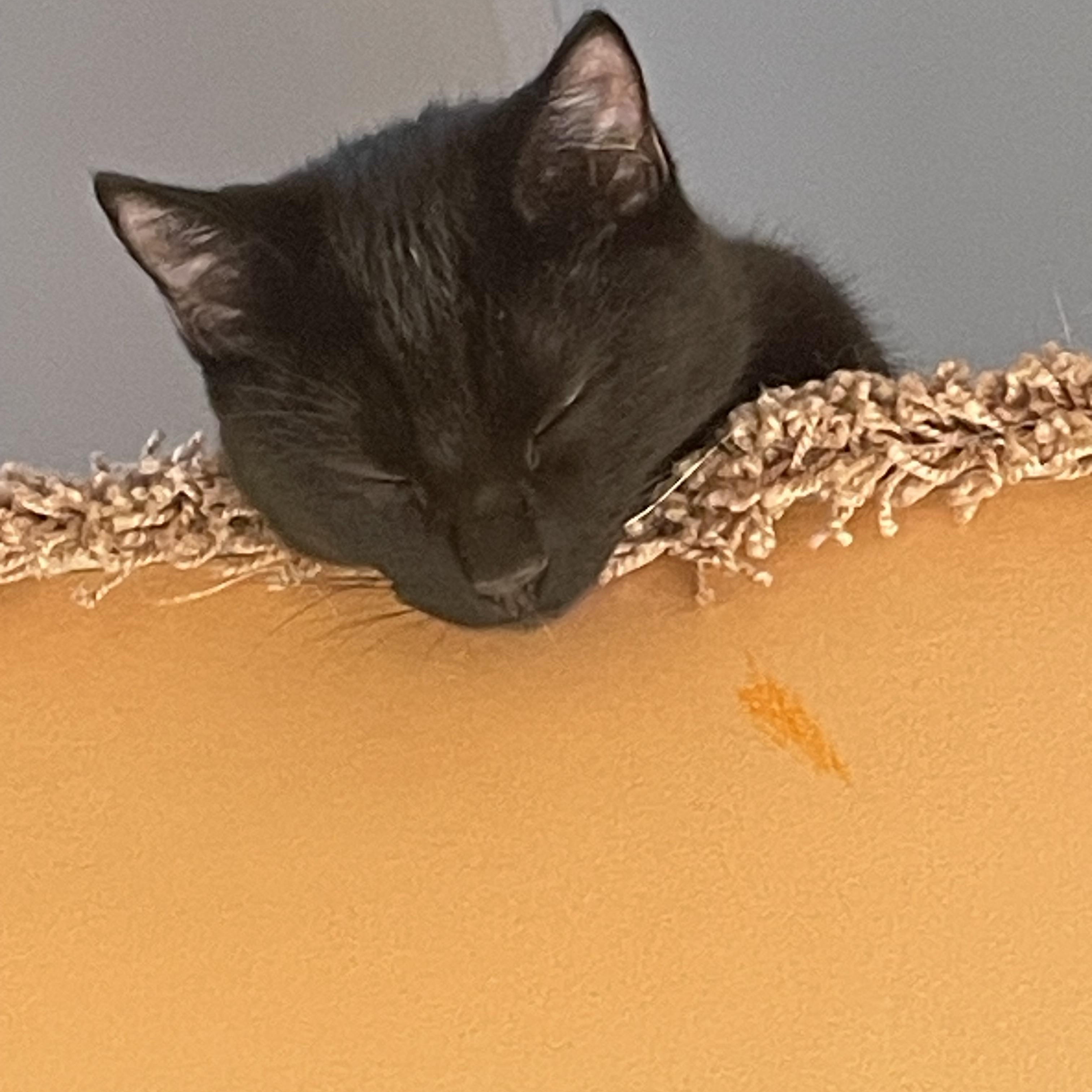 Enlarge Luna and Marlowe-Sleek, Sweet, and Full of Sass!!, a Adopted mixed breed in Taylor Mill, KY image 1/5