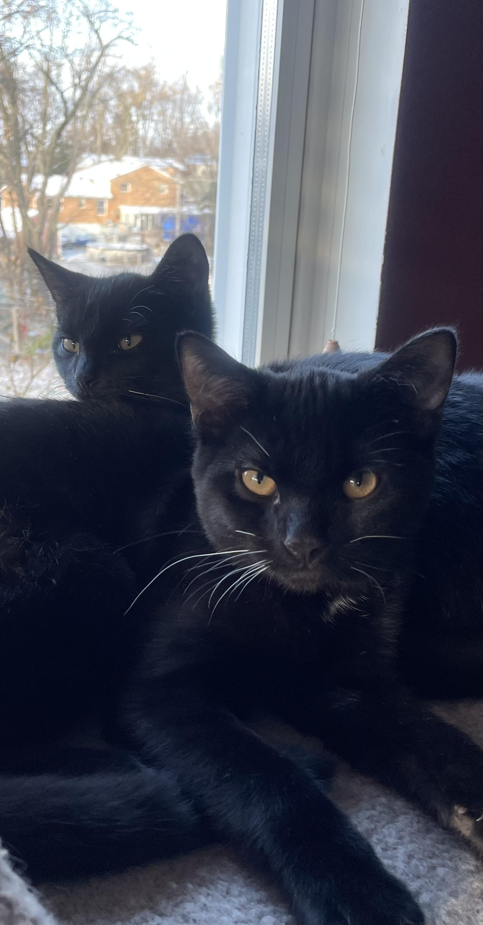 Enlarge Luna and Marlowe-Sleek, Sweet, and Full of Sass!!, a Adopted mixed breed in Taylor Mill, KY image 3/5