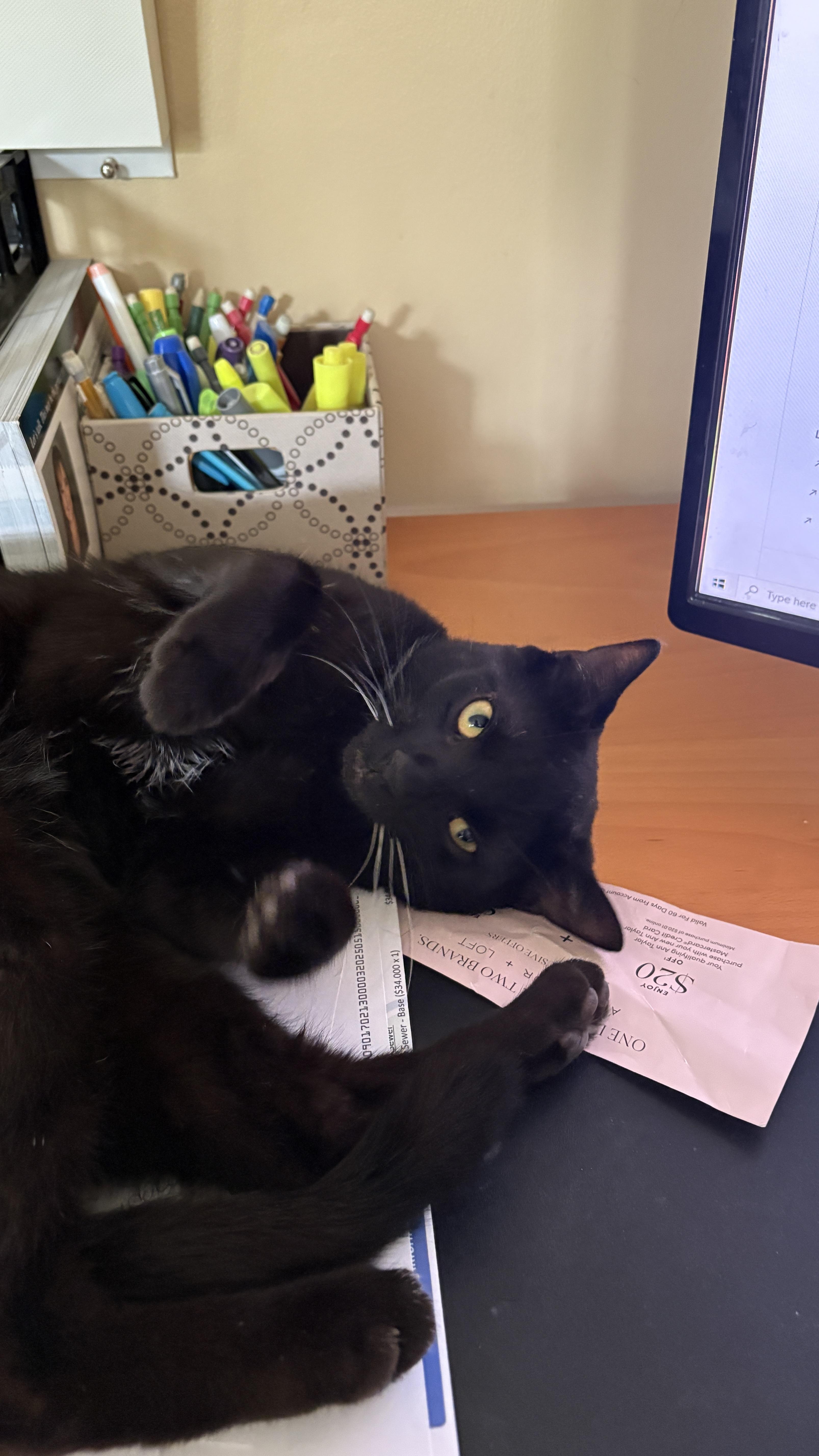 Enlarge Luna and Marlowe-Sleek, Sweet, and Full of Sass!!, a Adopted mixed breed in Taylor Mill, KY image 4/5