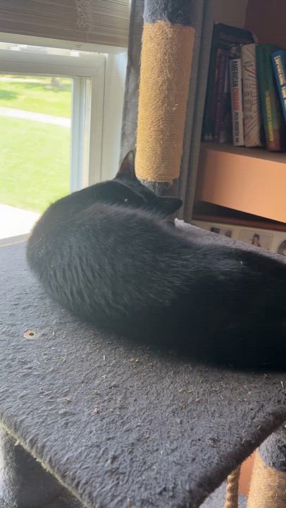 Enlarge Luna and Marlowe-Sleek, Sweet, and Full of Sass!!, a Adopted mixed breed in Taylor Mill, KY video 5/5