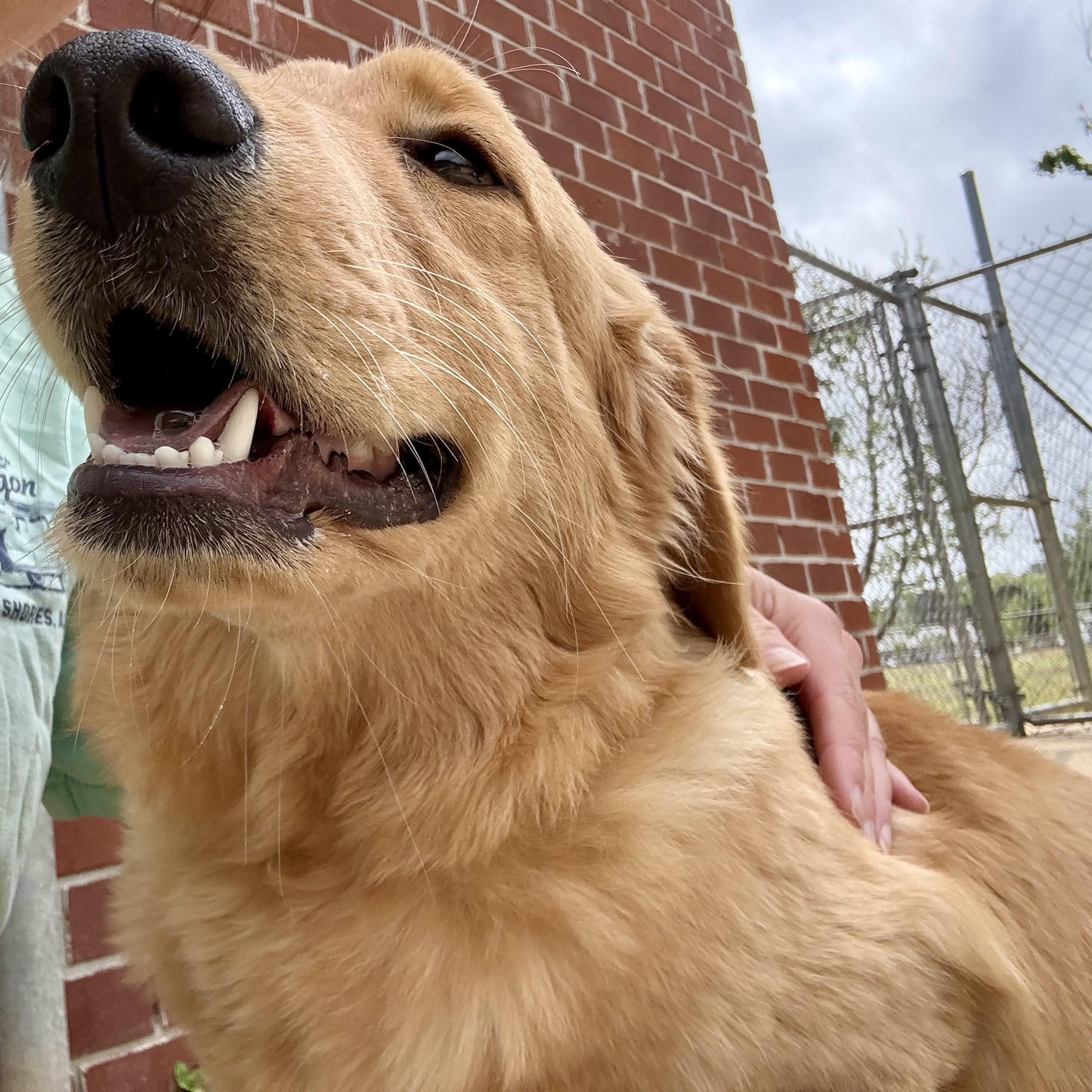 Enlarge Hippie, an adopted Golden Retriever in New Canaan, CT image 3/6