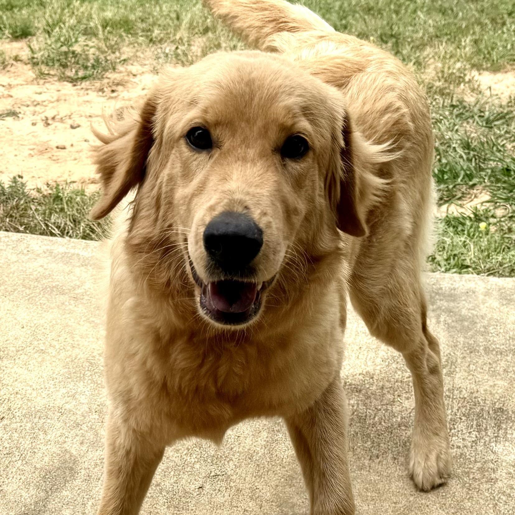 Enlarge Hippie, an adopted Golden Retriever in New Canaan, CT image 2/6