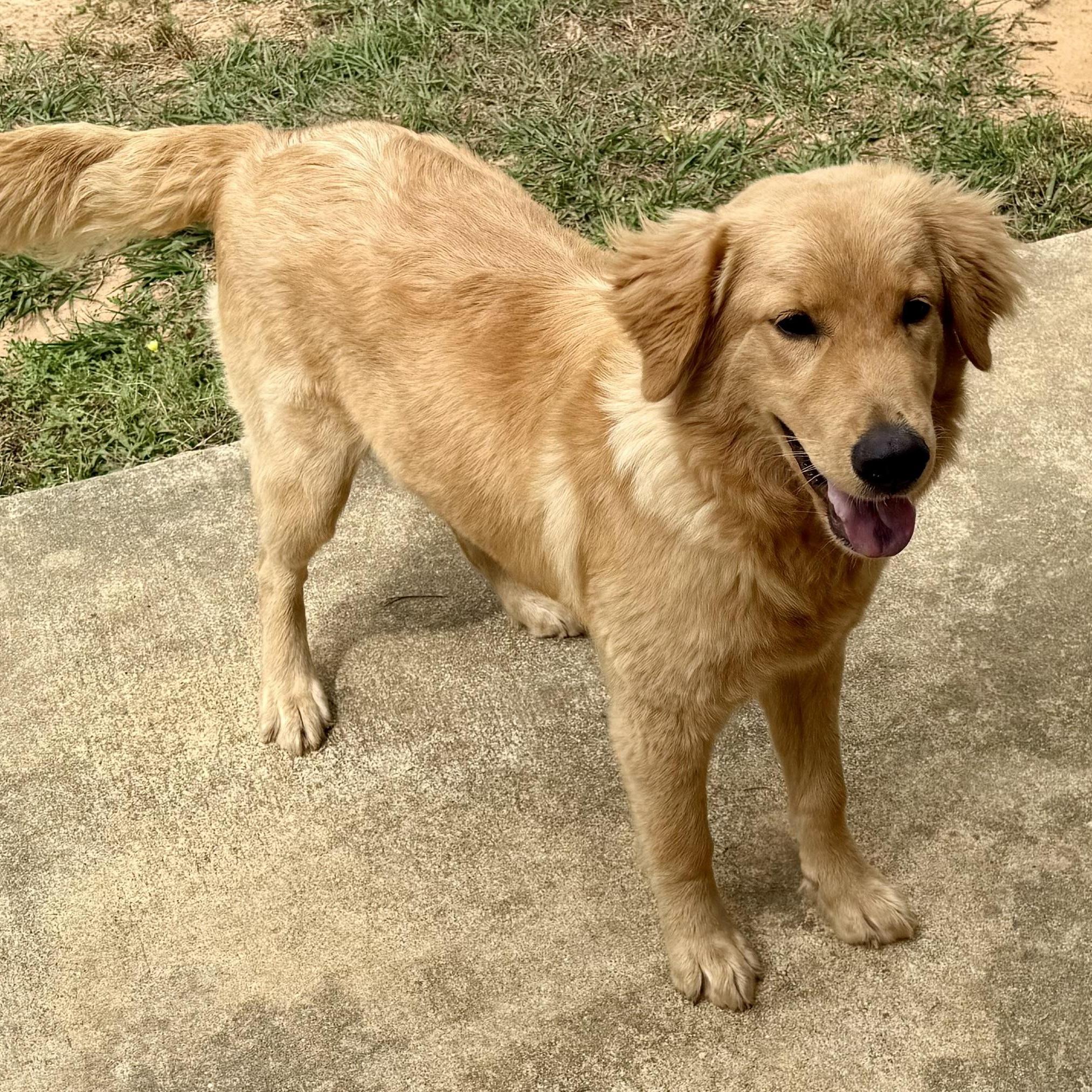 Enlarge Hippie, an adopted Golden Retriever in New Canaan, CT image 4/6