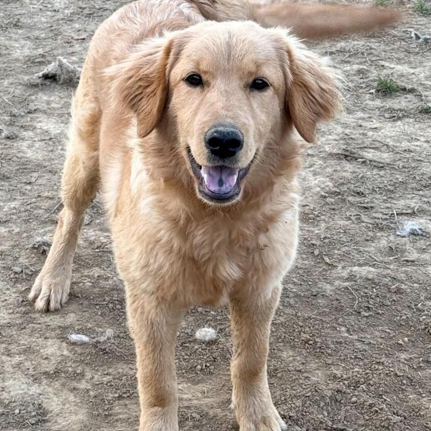 Hippie, adopted, Puppy Female Golden Retriever.