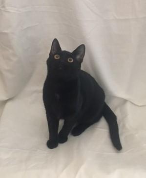 Gwen, Young Female Domestic Short Hair