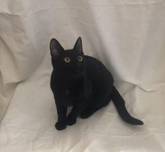 Gwen, a Adoptable mixed breed in Henderson, KY image 2/2