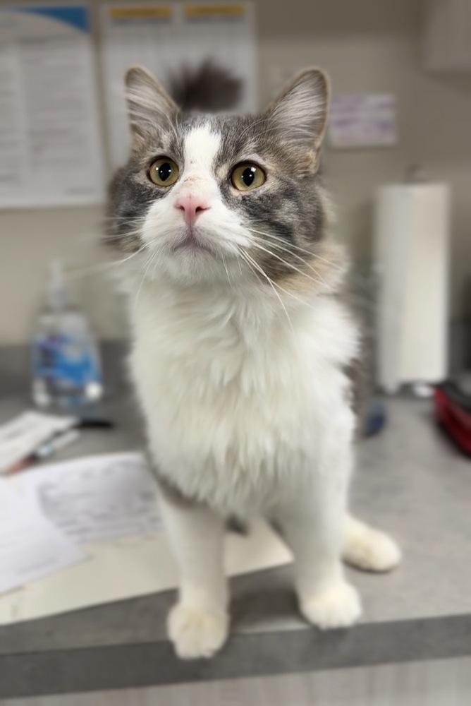 Kringle, Adoptable, Adult Male Domestic Medium Hair.