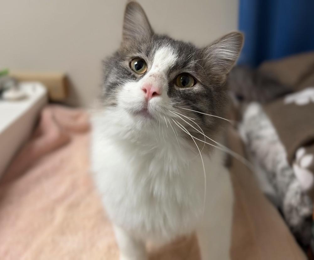 Kringle, a Adoptable mixed breed in Bemidji, MN image 2/2