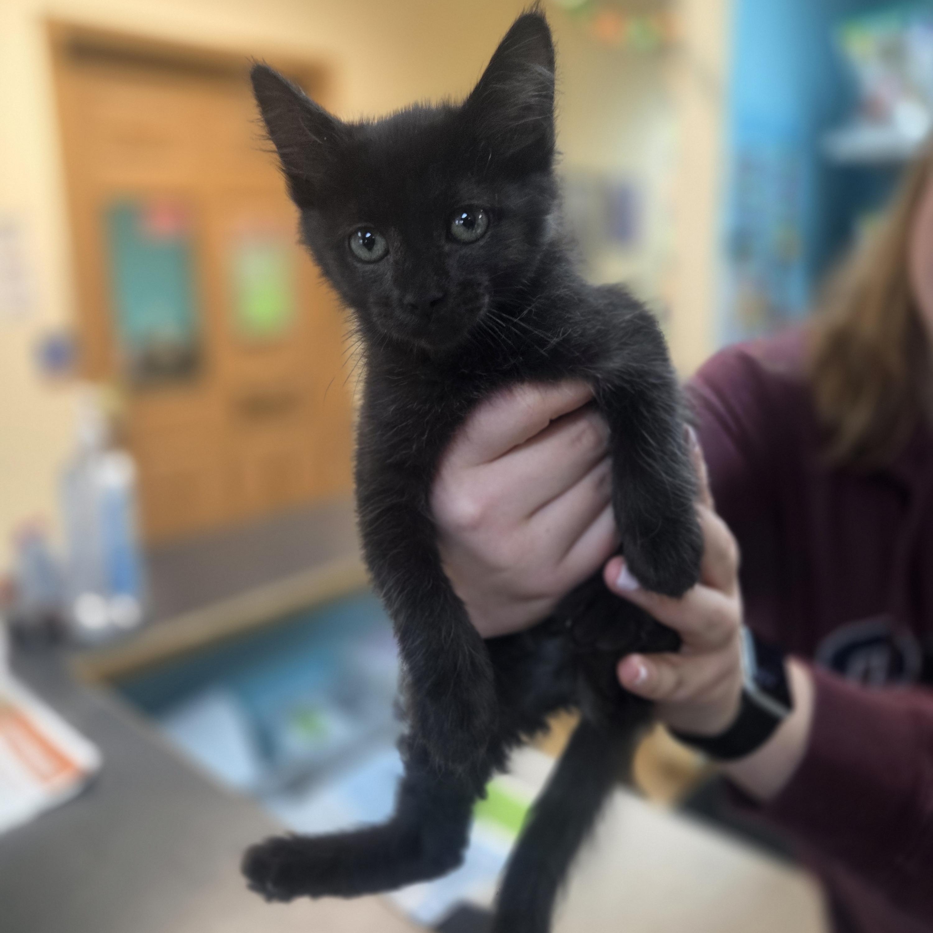 Lilo, Adopted, Kitten Female Domestic Short Hair.