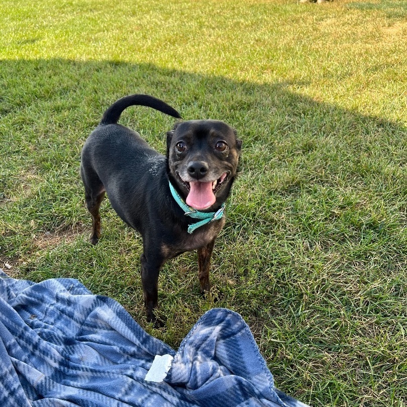 Enlarge Teagan, a Adoptable mixed breed in Brazil, IN image 2/4