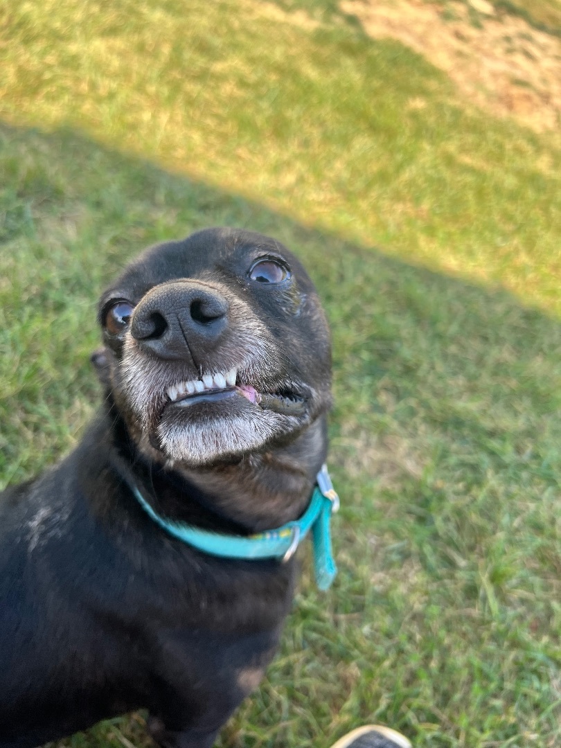 Enlarge Teagan, a Adoptable mixed breed in Brazil, IN image 1/4