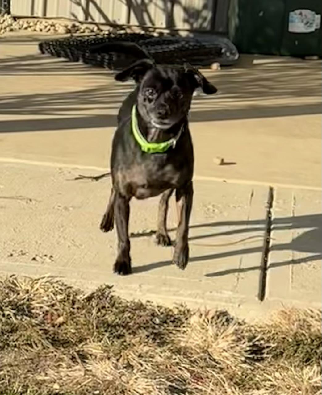 Enlarge Teagan, a Adoptable mixed breed in Brazil, IN image 3/4