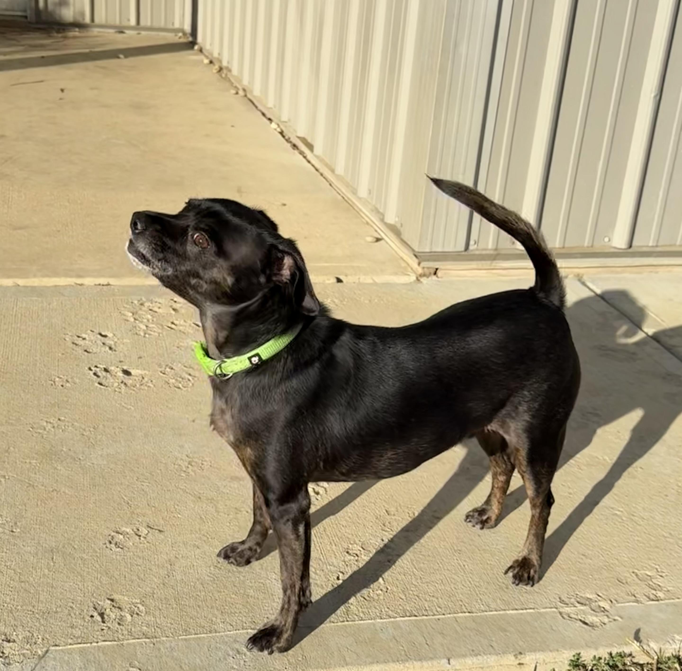 Enlarge Teagan, a Adoptable mixed breed in Brazil, IN image 4/4