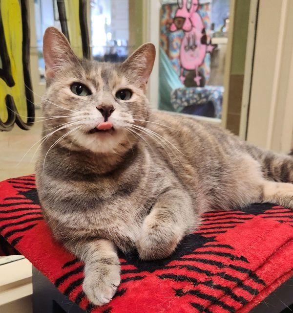 Mica, Adoptable, Adult Female Domestic Short Hair.