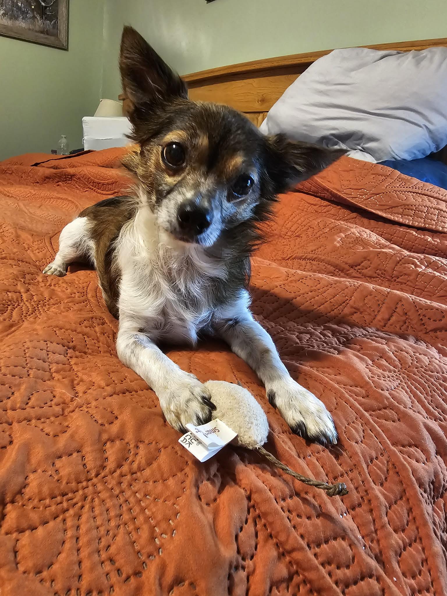 Enlarge Cheeto, an adopted Chihuahua in Texarkana, TX image 1/3