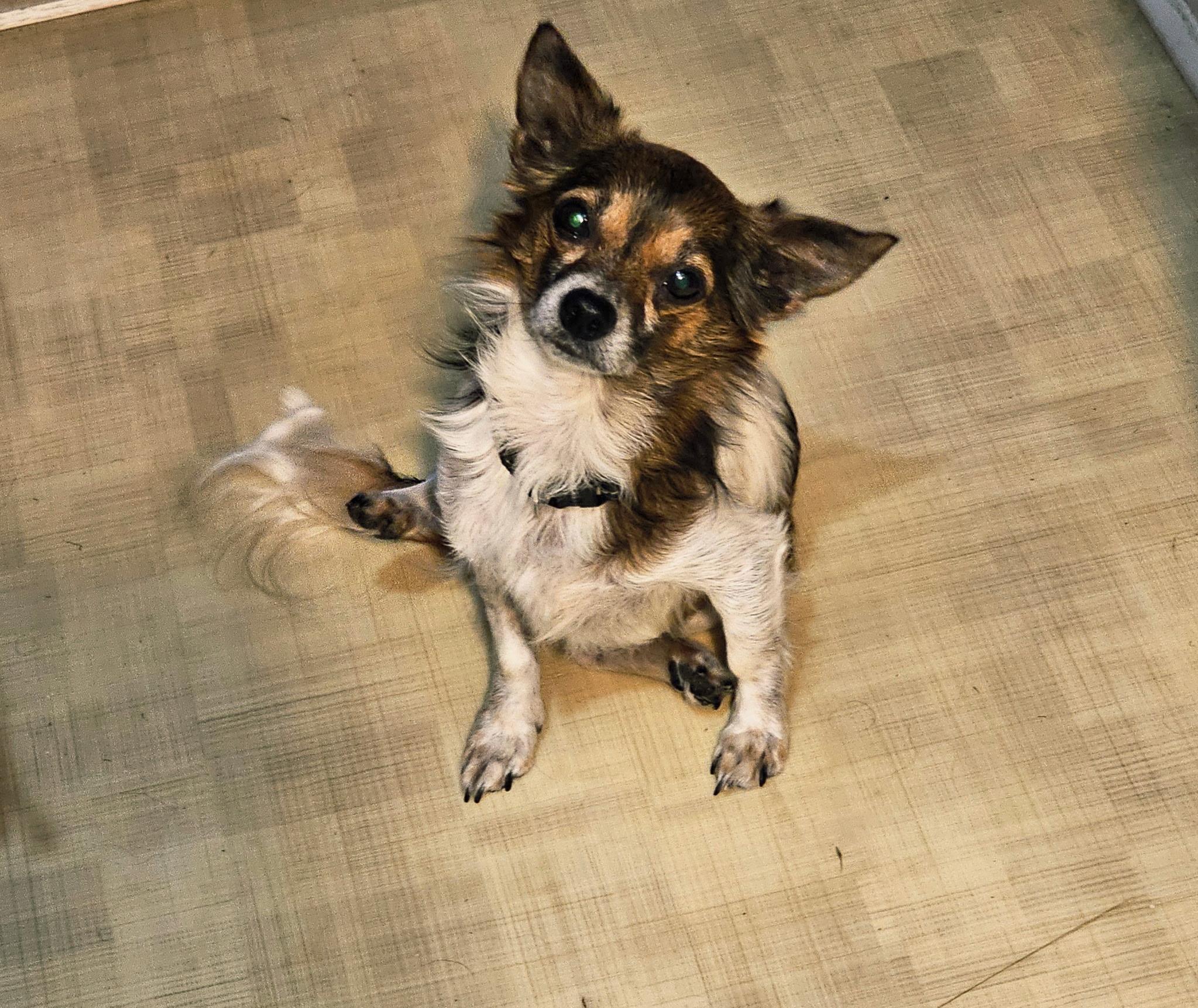 Enlarge Cheeto, an adopted Chihuahua in Texarkana, TX image 3/3