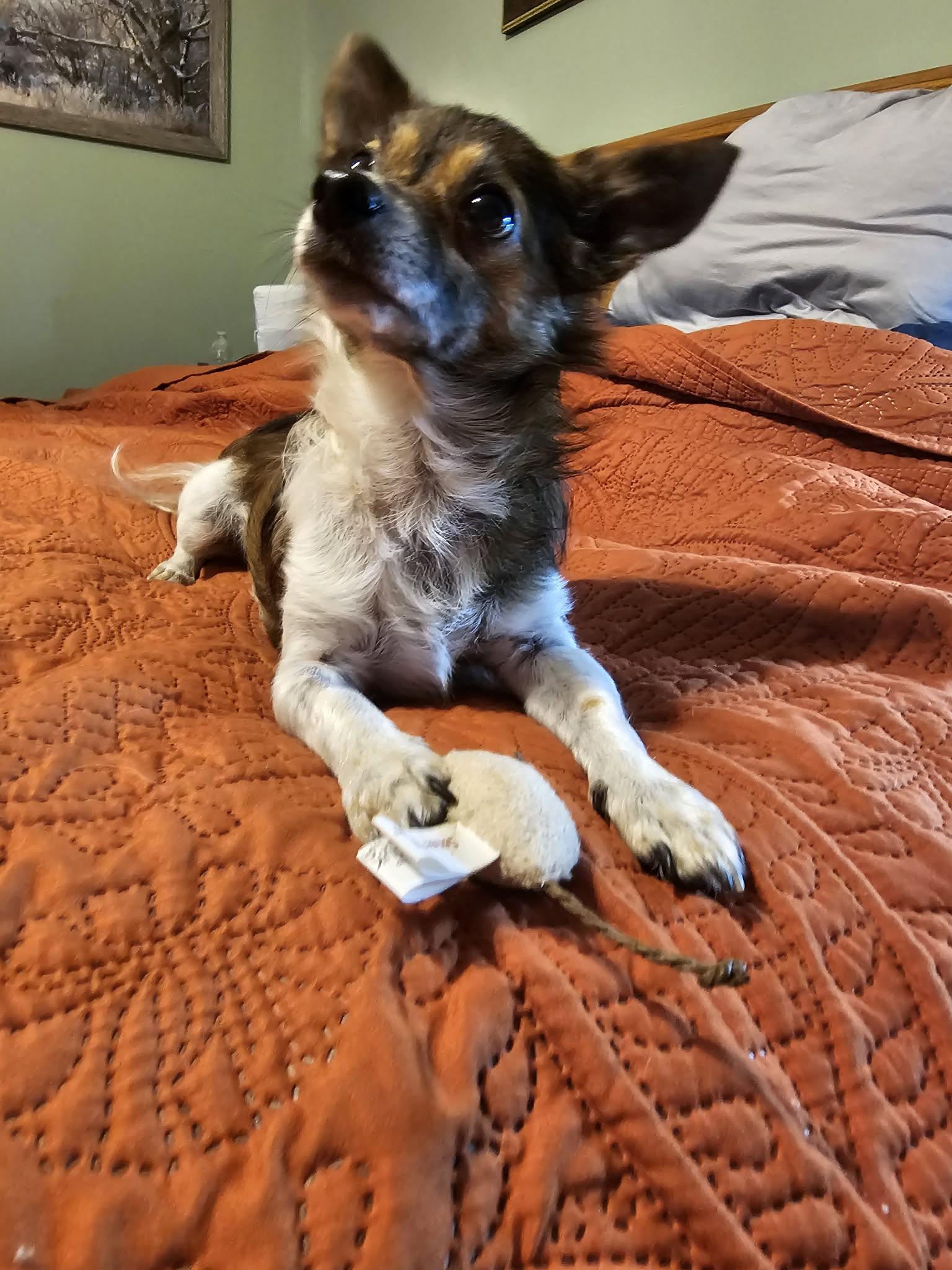 Enlarge Cheeto, an adopted Chihuahua in Texarkana, TX image 2/3