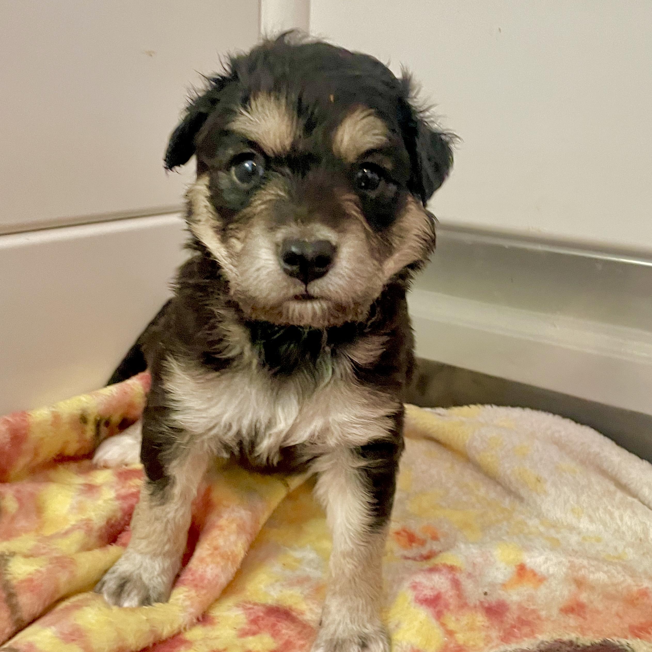 Delilah — thumbnail 2