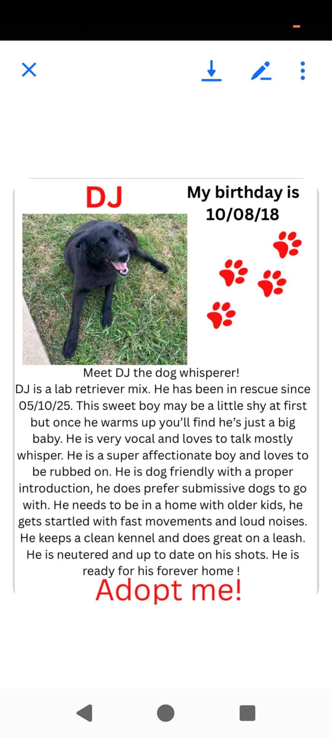Enlarge DJ, a Adoptable mixed breed in Abingdon, VA image 1/2