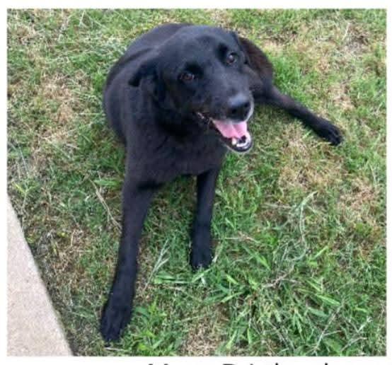 Enlarge DJ, a Adoptable mixed breed in Abingdon, VA image 2/2