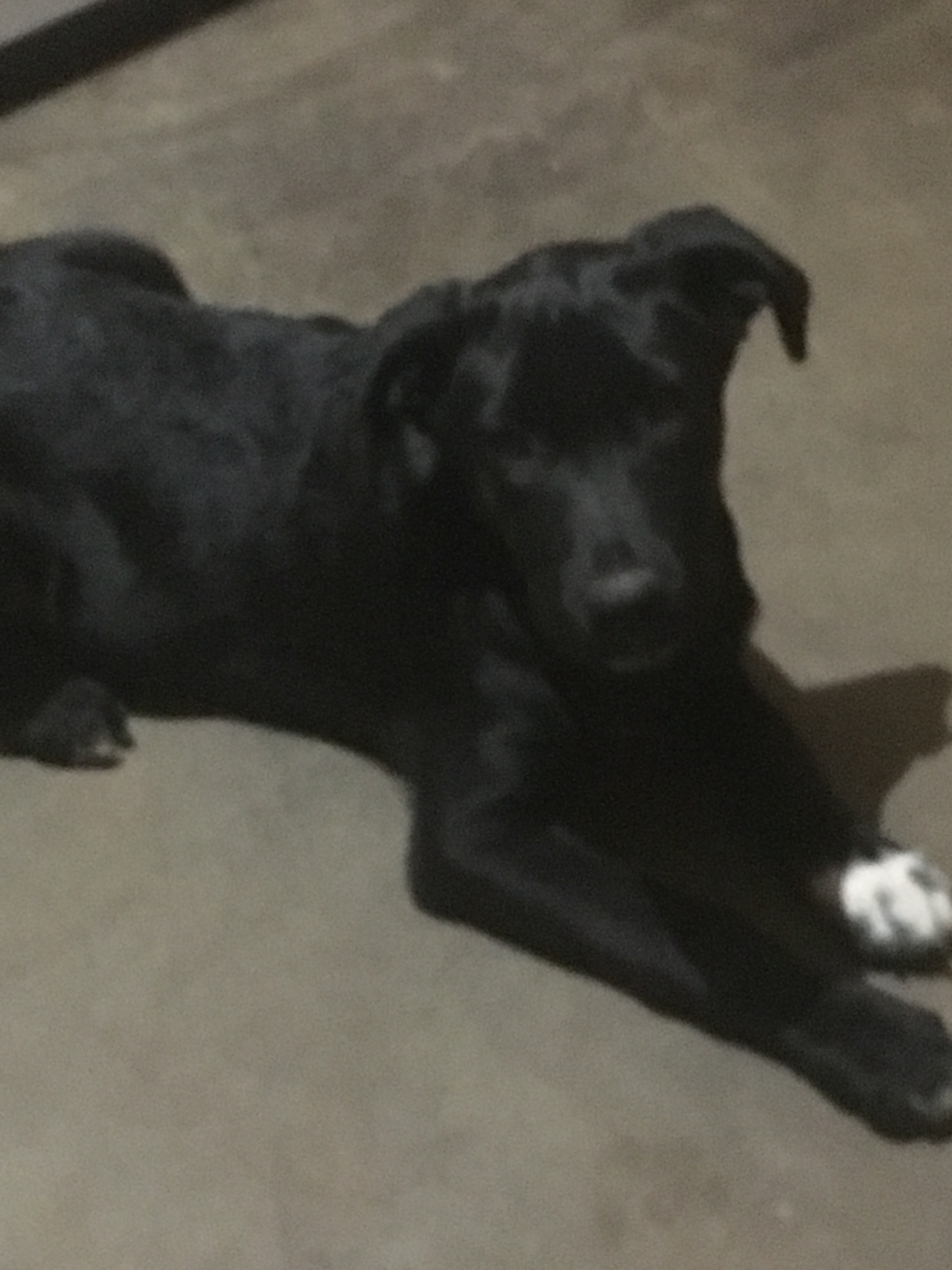 Tender, an adoptable Border Collie, Labrador Retriever in Norman, OK, 73051 | Photo Image 1