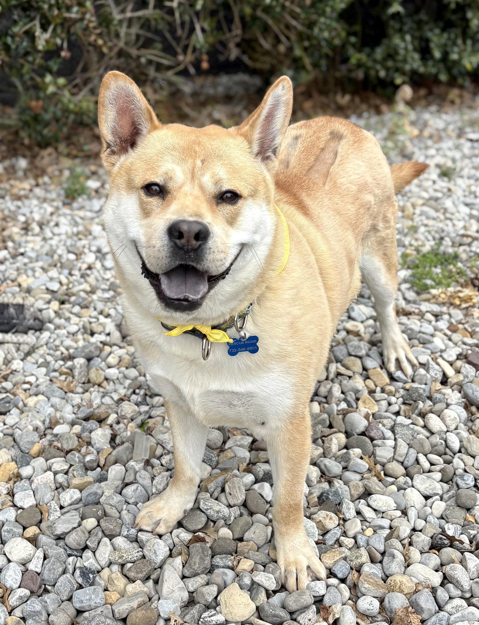 Enlarge Milo, a Adoptable Mixed Breed in Spring Lake, NJ image 1/3