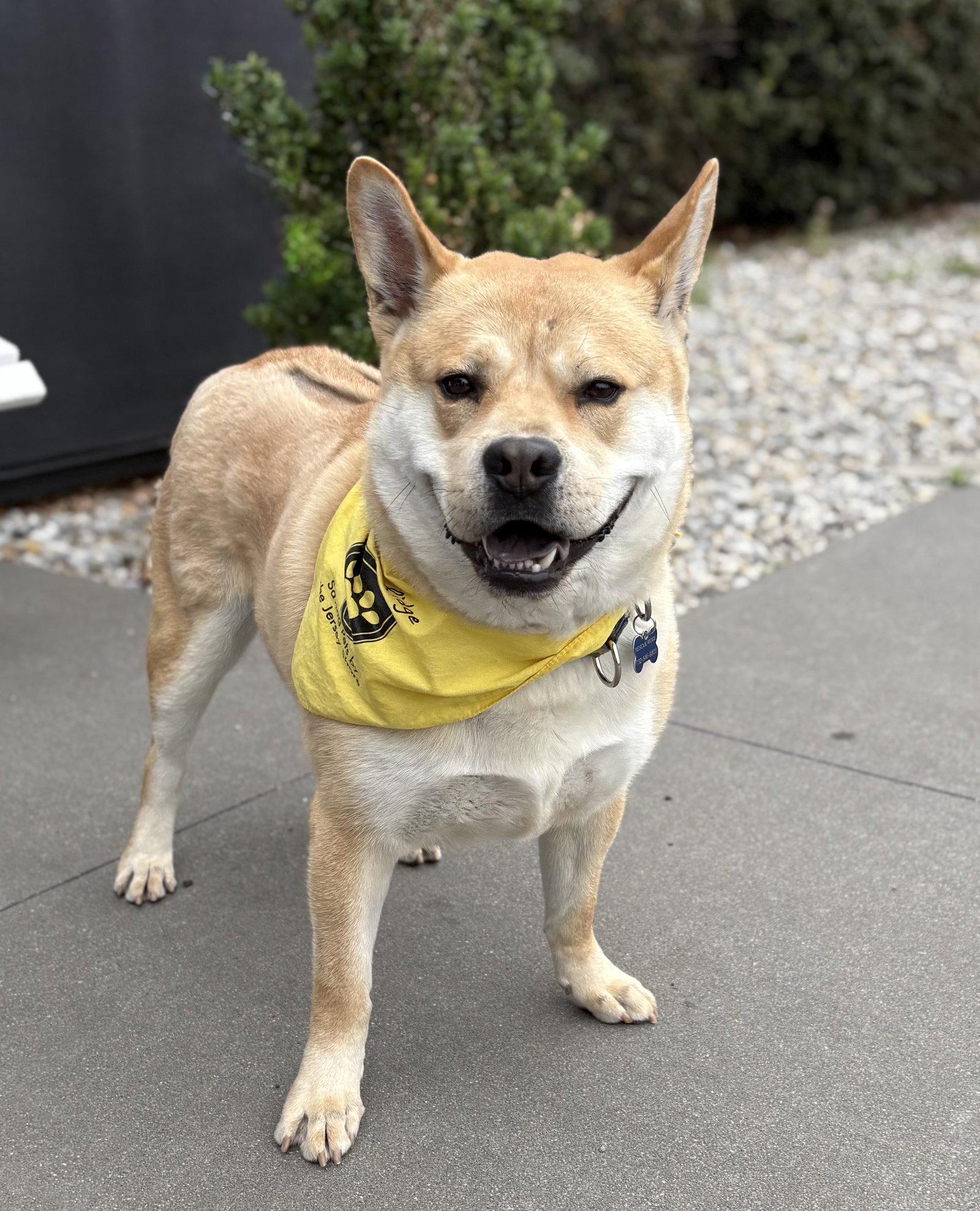 Enlarge Milo, a Adoptable Mixed Breed in Spring Lake, NJ image 2/3