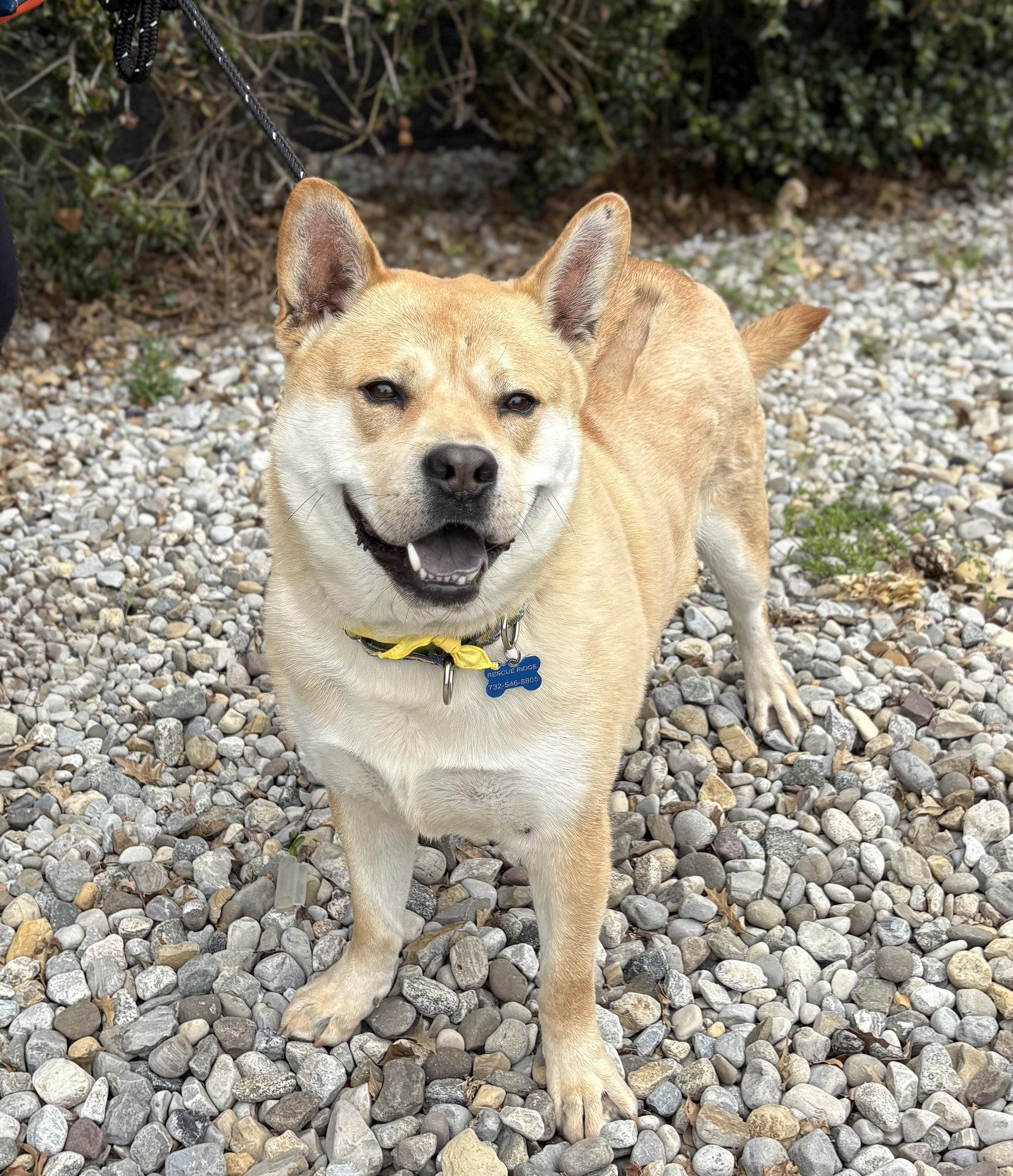 Enlarge Milo, a Adoptable Mixed Breed in Spring Lake, NJ image 3/3