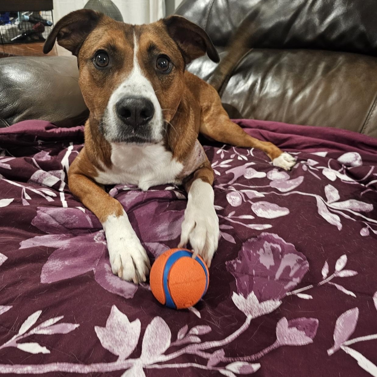 Jayden, an adopted mixed breed in Charlotte, NC image 4/6