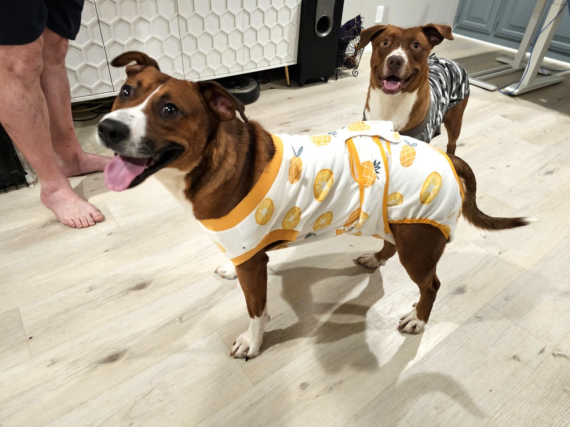 Jayden, an adopted mixed breed in Charlotte, NC image 3/6