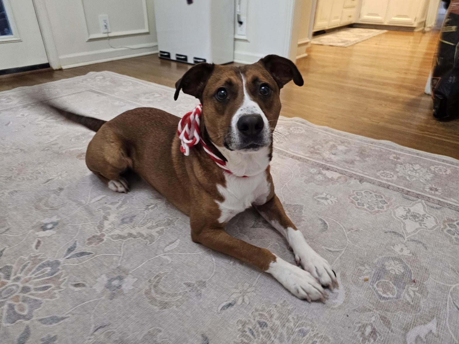 Jayden, adopted, Young Male Australian Shepherd.