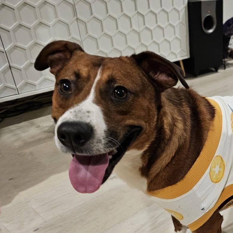 Jayden, an adopted mixed breed in Charlotte, NC image 5/6