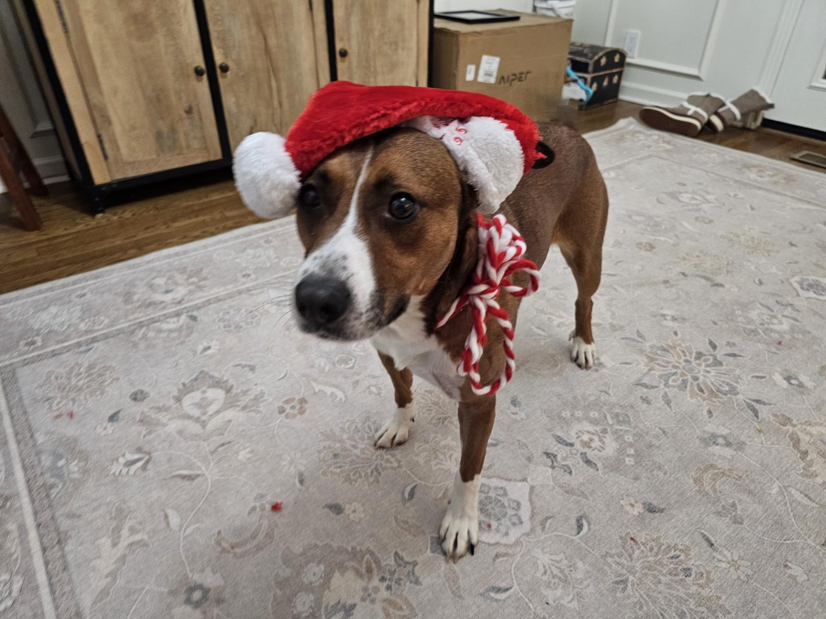 Jayden, an adopted mixed breed in Charlotte, NC image 6/6