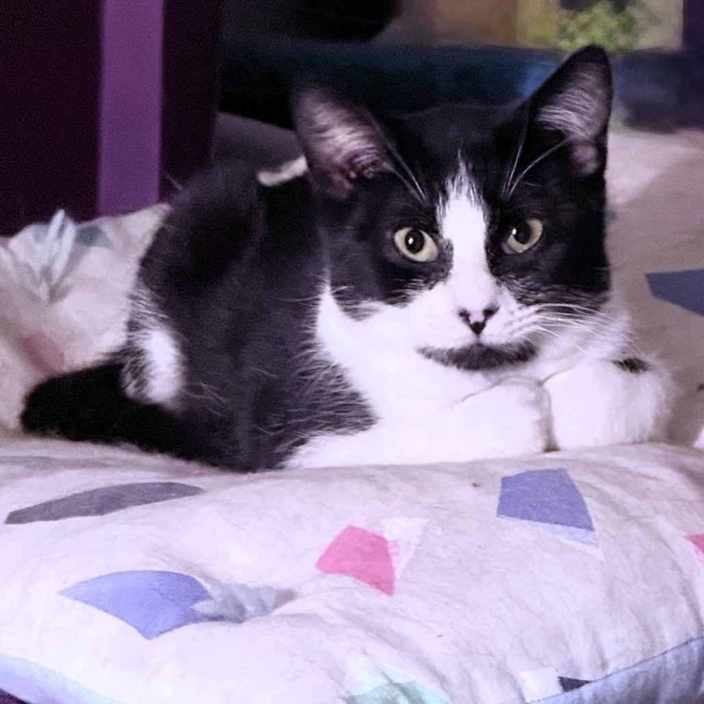 Enlarge Harriet, a Adoptable Domestic Short Hair in Shawnee, KS image 1/6