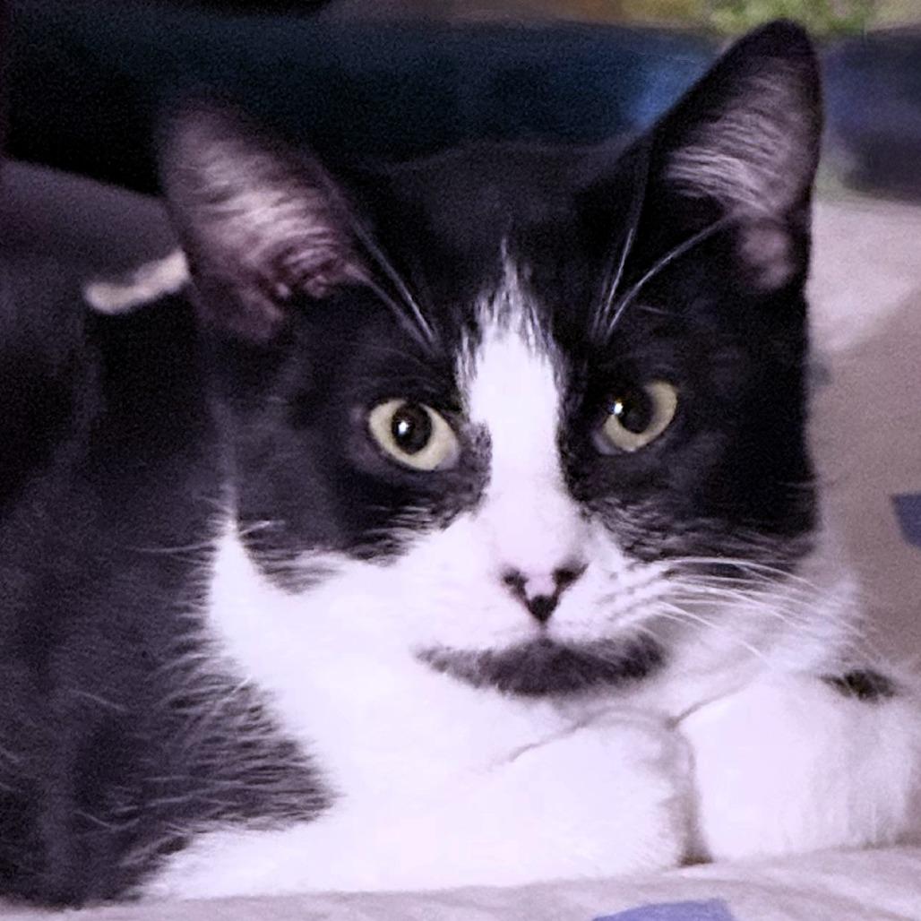 Enlarge Harriet, a Adoptable Domestic Short Hair in Shawnee, KS image 2/6