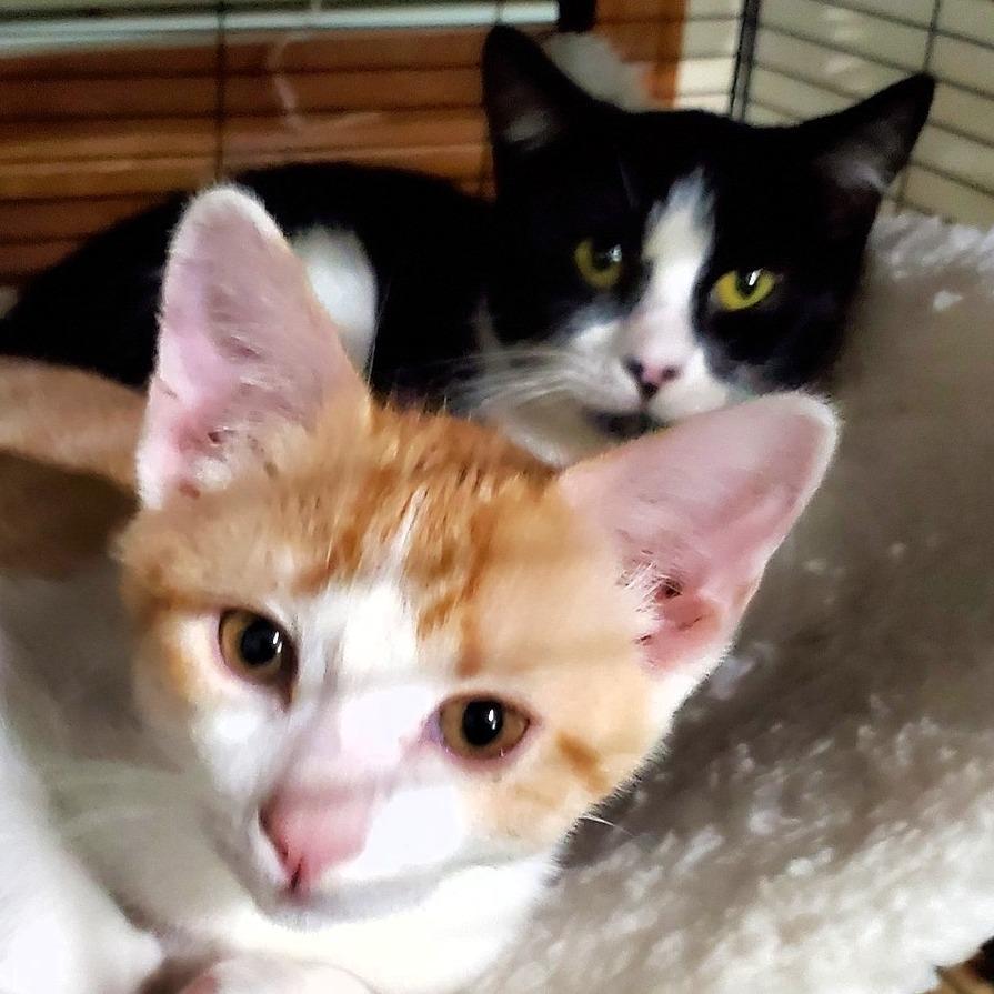 Enlarge Harriet, a Adoptable Domestic Short Hair in Shawnee, KS image 3/6