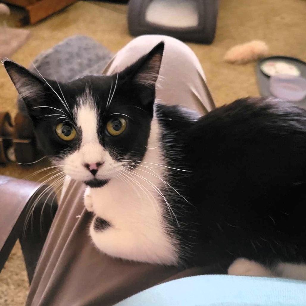 Enlarge Harriet, a Adoptable Domestic Short Hair in Shawnee, KS image 5/6